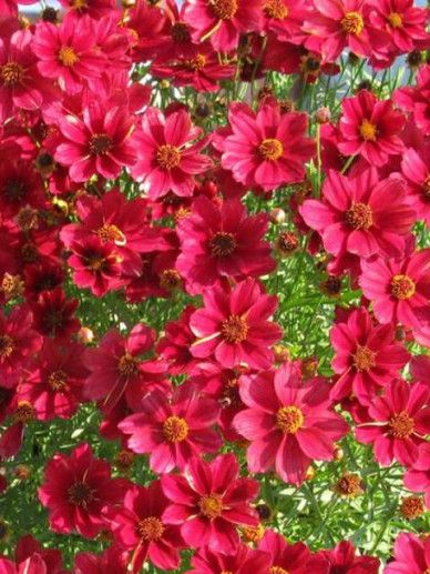 Coreopsis ‘UpTick Yellow Red’