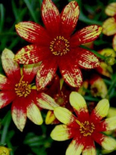Coreopsis ver. ‘Ruby Red’