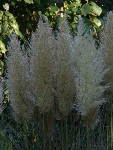 Cortaderia sel. ‘Evita’ (GRAS)