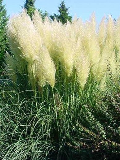 Cortaderia sel. ‘Esperanta’