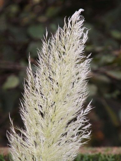 Cortaderia sel. ‘Silver Minipampas’ (GRAS)