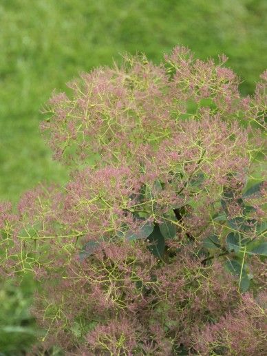 Cotinus cog. ‘Young Lady’