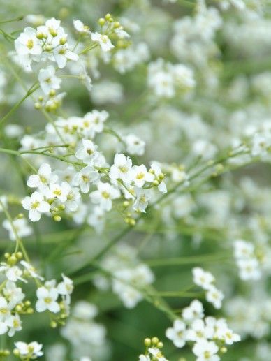 Crambe cordifolia (WIT)