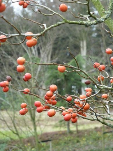 Crataegus lav. ‘Carrierei’