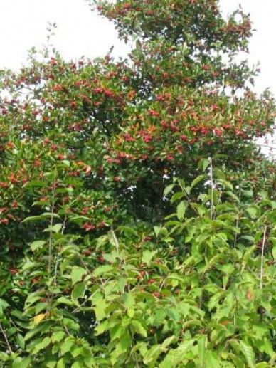 Crataegus per. ‘Splendens’