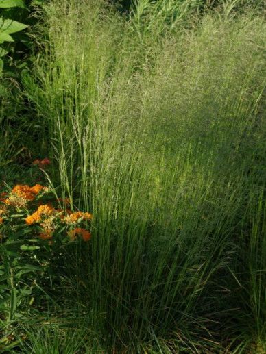 Deschampsia ces. ‘Bronzeschleier’ (GRAS)