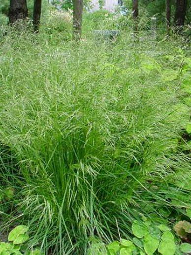 Deschampsia cespitosa (GRAS)