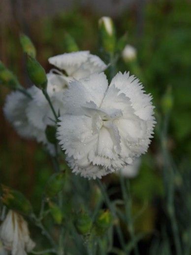 Dianthus ‘Barbarini White’