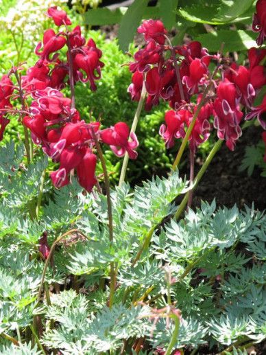 Dicentra for. ‘Bacchanal’ (ROOD)