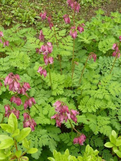 Dicentra for. ‘Luxuriant’ (PURPER/ROZE)