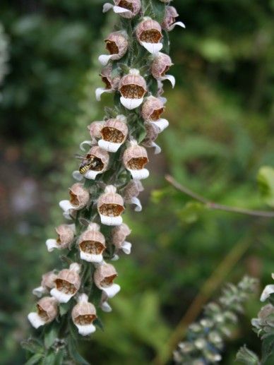 Digitalis fer. ‘Gigantea’ (GEEL/BRUIN)