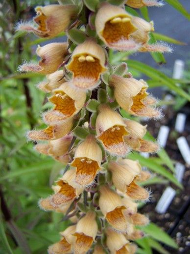 Digitalis ferruginea (GEEL/BRUIN)