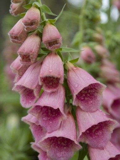 Digitalis ‘Mertonensis’ (ROOD)