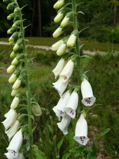 Digitalis lanata (WIT/BRUIN)