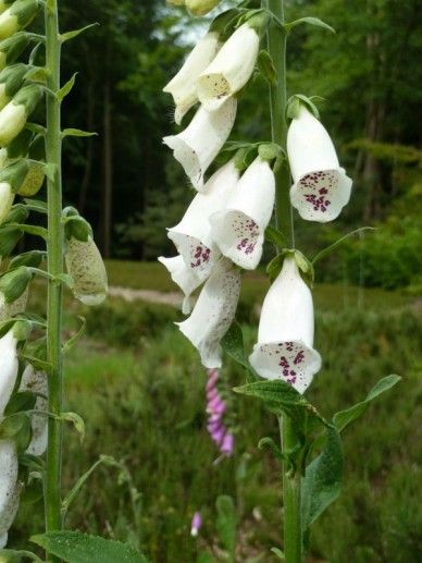 Digitalis pur. ‘Dalmatian White’