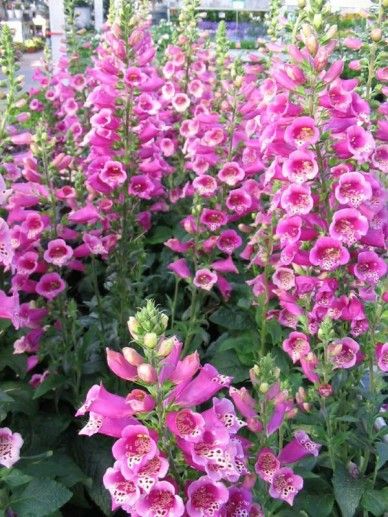 Digitalis pur. ‘Dalmatian Rose’