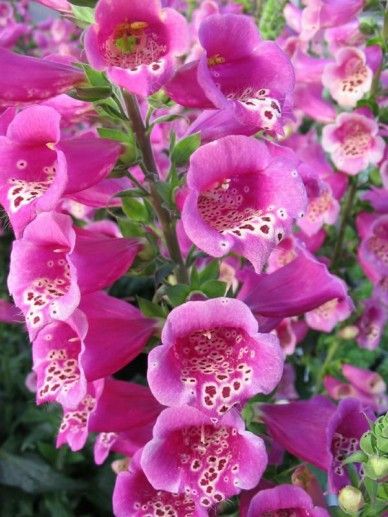 Digitalis purpurea (ROZE)