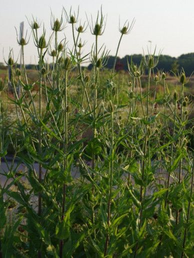 Dipsacus fullonum (LILA)