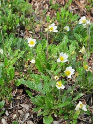 Dryas suendermannii