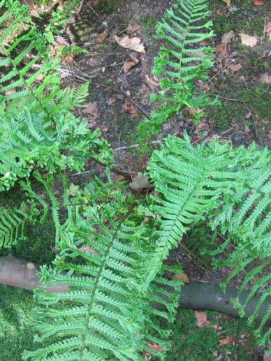 Dryopteris wallichiana (VAREN)