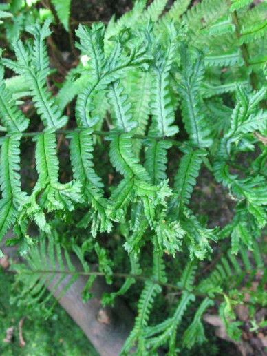 Dryopteris af. ‘Crispa’ (VAREN))