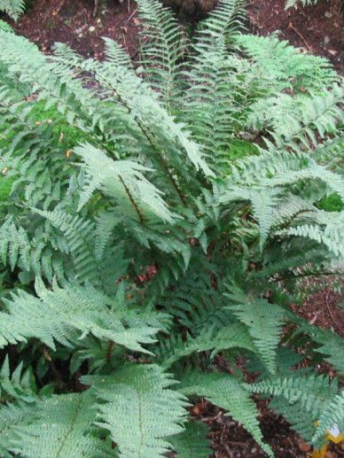 Dryopteris affinis (GESCHUBDE MANNETJESVAREN)