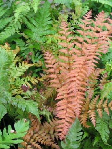 Dryopteris erythrosora (HERFSTVAREN)