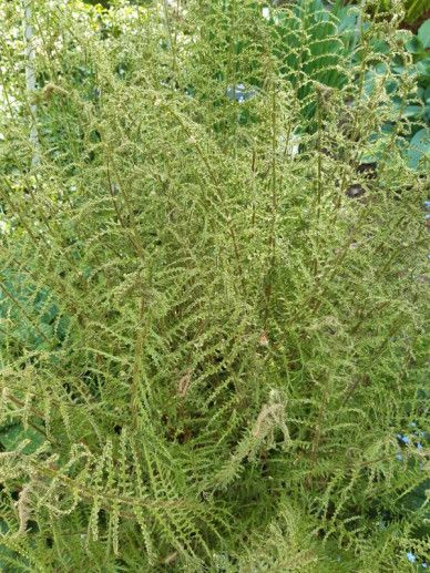 Dryopteris f.-m. ‘Linearis Polydactyla’ (VAREN)