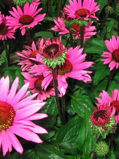 Echinacea pur. ‘Fatal Attraction’ (ROZE)