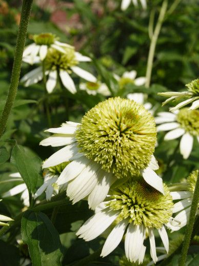 Echinacea pur. ‘Coconut Lime’ (WIT)