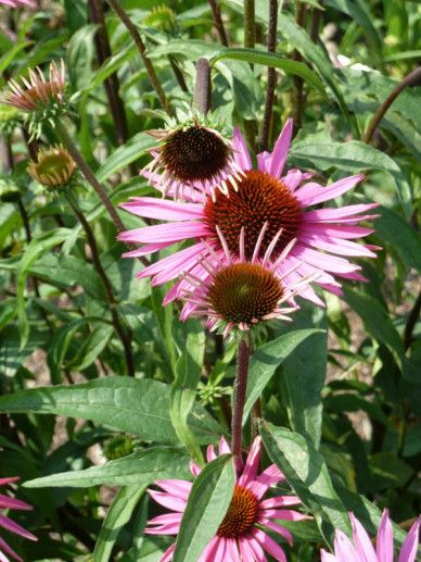 Echinacea pur. ‘Butterfly Kis’ (ROZE)