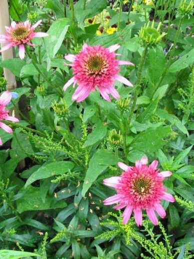 Echinacea pur. ‘Pink Double Delight