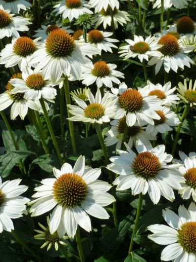Echinacea pur. ‘White Swan’ (WIT)