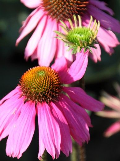 Echinacea pur. ‘Red Knee High’