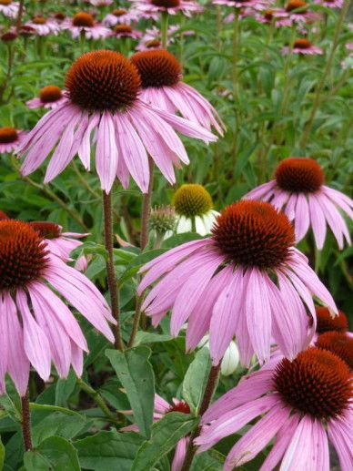 Echinacea pur. ‘Delicious Candy’