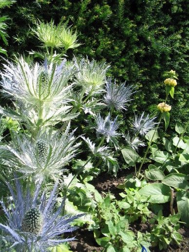 Eryngium zabelii ‘Big Blue’