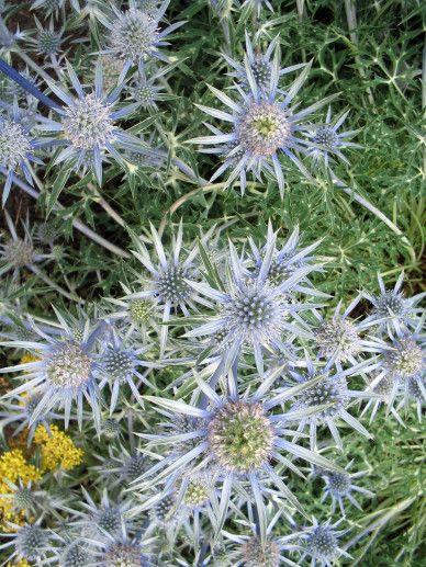 Eryngium bourgatii (BLAUW)