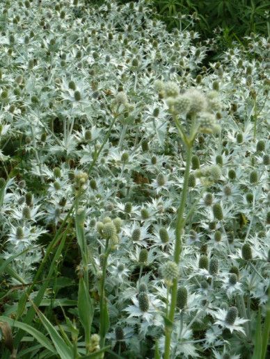 Eryngium giganteum ‘Silver Ghost’