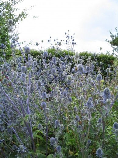 Phyteuma scheuchzeri (BLAUW)