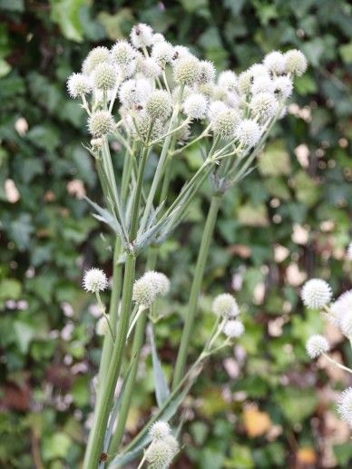 Eryngium yuccifolium