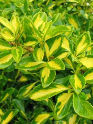 Euonymus for. ‘Blondy’