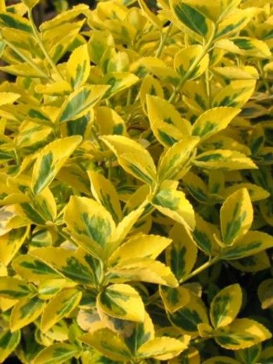 Euonymus for. ‘Emerald ‘n’ Gold’