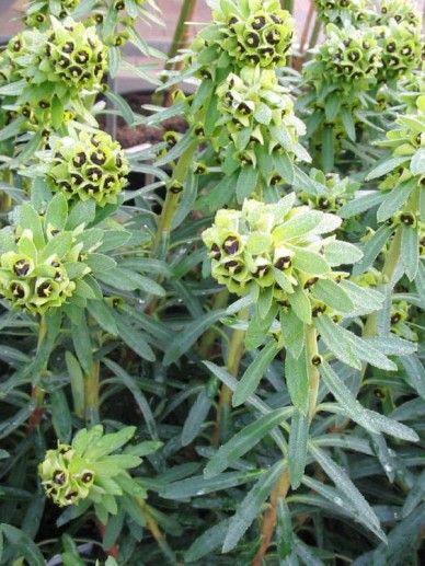 Euphorbia cha. ‘Black Pearl’