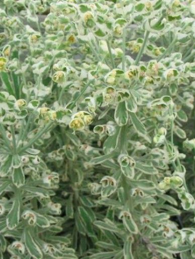 Euphorbia cha. ‘Silver Egde’