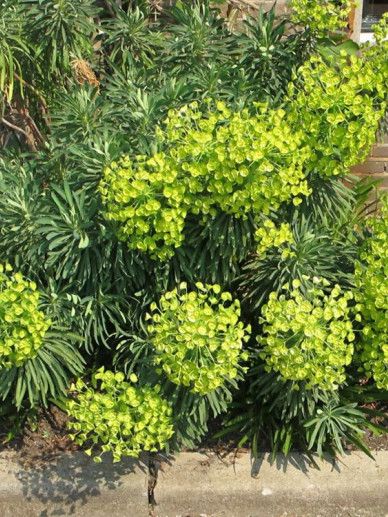 Euphorbia cha. wulfenii (GEEL)