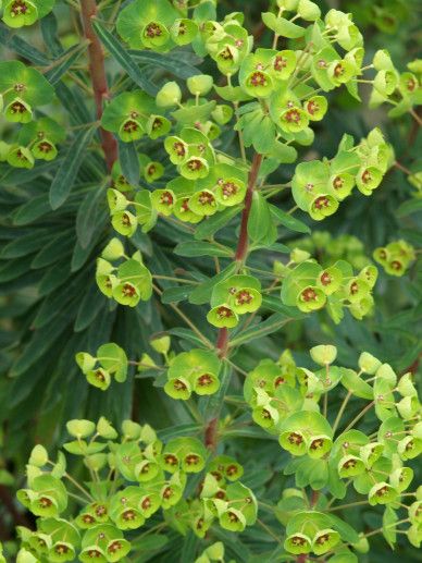 Euphorbia martinii (GROEN/GEEL/ROOD)