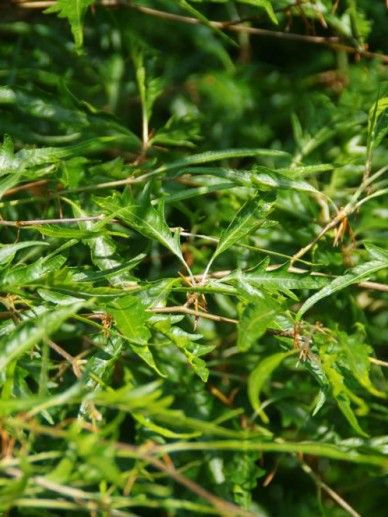 Fagus syl. ‘Aspleniifolia’