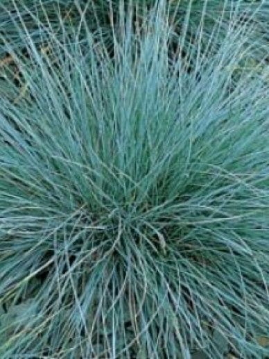 Festuca gla. ‘Blauglut’ (GRAS)