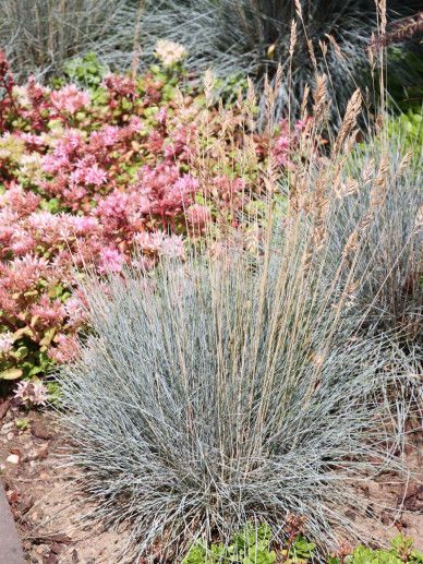 Festuca gla. ‘Golden Toupee’ (GRAS)