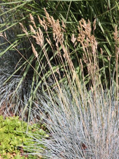 Festuca gla. ‘Elijah Blue’ (GRAS)